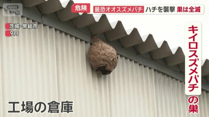 キイロスズメバチの巣