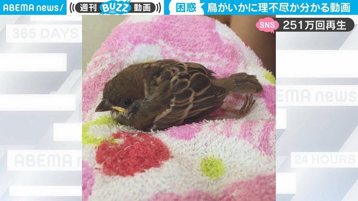 保護したスズメが突然の“鬼ギレ” 飼い主困惑「鳥がいかに理不尽かわかる」 | 国内 | ABEMA TIMES | アベマタイムズ