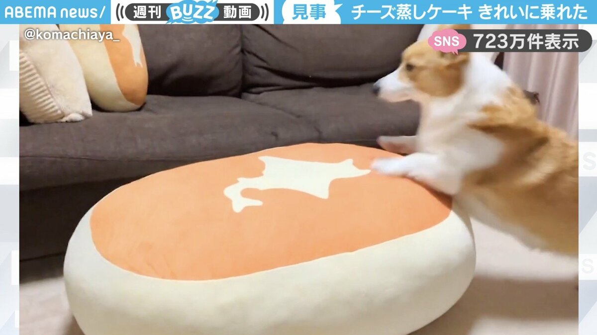 コーギー（蒸しパンクッションに乗って❣️） 北海道チーズ蒸しケーキのクッションに“華麗な2段跳び”で乗るコーギー