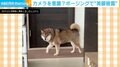 「どう？私の美脚」カメラをチラリ…柴犬が見せた“完璧すぎるポージング”にSNS悶絶「タイミング笑」「さすが大女優！」