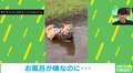 「どうしてくれようか…」泥の水たまりで真っ黒になる柴犬に爆笑の嵐