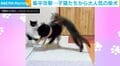 「可愛いが渋滞中」やんちゃな子猫3匹に集中攻撃される柴犬がSNSで話題「柴ねえちゃんやさしい！」「三兄弟の安心顔かわいすぎ」