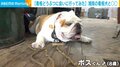 湘南の美容室でお出迎え! 寝てばかりの看板犬と“ナマケナイモノ”な動物が話題 店長「仲が良くお互いの顔を舐め合っている」