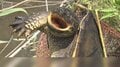 印旛沼決壊でカミツキガメどこに 災害など環境変化で繁殖活発化する恐れ