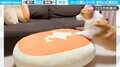 北海道チーズ蒸しケーキのクッションに“華麗な2段跳び”で乗るコーギーが、SNSで話題！「食パンが蒸しパンの上に…！」「最後のあごペタまで全てが完璧」