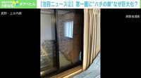 カーテンを開けたら…窓一面に“ハチの巣” うごめく姿も
