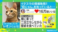 【映像】“イタズラネコ”を叱ったら…猛クレームを入れるネコ2匹