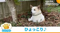 【映像】「新種のUMA」自分で掘った穴に埋まる犬 首から上しか見えなくなる姿が話題