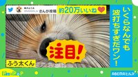 【映像】柴犬の「いくらなんでも波打ちすぎ」な舌