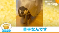 【映像】いくらなんでも拒否しすぎw 豆柴の“可愛すぎる抵抗”