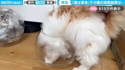 「思ってたんと違う！」透明な鉢に入ろうとする“デカ猫”の挑戦に「頑張ってる姿が可愛すぎる」と反響