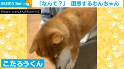 男の子の指示を無視する柴犬!? 仲が悪いのかと思いきや“まさかの反応”と判明「聞いたことのないコマンドに困惑している」
