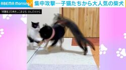 「可愛いが渋滞中」やんちゃな子猫3匹に集中攻撃される柴犬がSNSで話題「柴ねえちゃんやさしい！」「三兄弟の安心顔かわいすぎ」