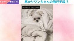 布団を独占するマルチーズ→“ぬくぬくタイム”満喫に「こんなお顔されたら全部お布団上げちゃう」「可愛い」の声