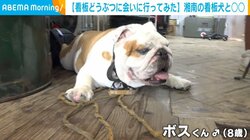 湘南の美容室でお出迎え! 寝てばかりの看板犬と“ナマケナイモノ”な動物が話題 店長「仲が良くお互いの顔を舐め合っている」