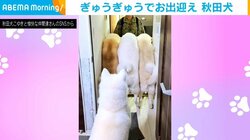 入れる隙間…ある?! 3匹の秋田犬の後ろから1匹がダイブ! 無理矢理入ろうとする"健気な行動"が話題「こんなに歓迎されてみたい〜」