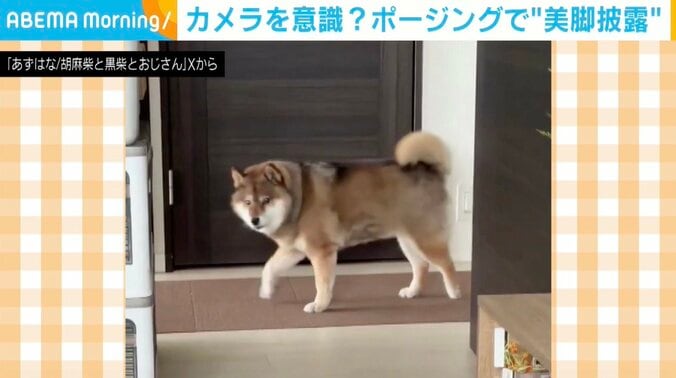 柴犬の花ちゃん