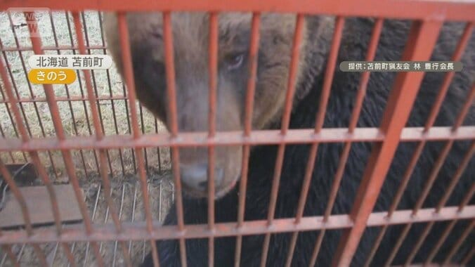 巨大ヒグマ駆除　体長1.9m、体重400kgが箱わなに　鋭い爪とうなり声で威嚇 1枚目