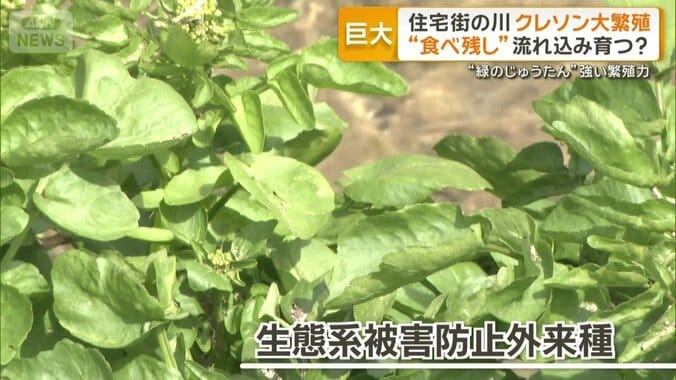 「生態系被害防止外来種」に指定のクレソン