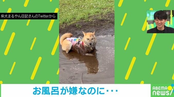 「どうしてくれようか…」泥の水たまりで真っ黒になる柴犬に爆笑の嵐 1枚目