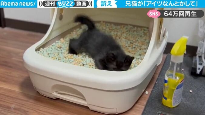 にゃんとかして！ 猫が飼い主に微妙すぎる表情で何かを訴えている… 「メッチャ顔で語ってるw」「困った顔の兄ちゃん猫とおてんば妹猫」 2枚目