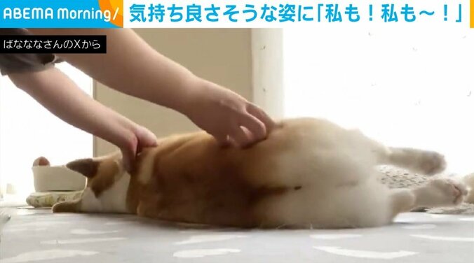 コーギーのあんずちゃん（5歳）