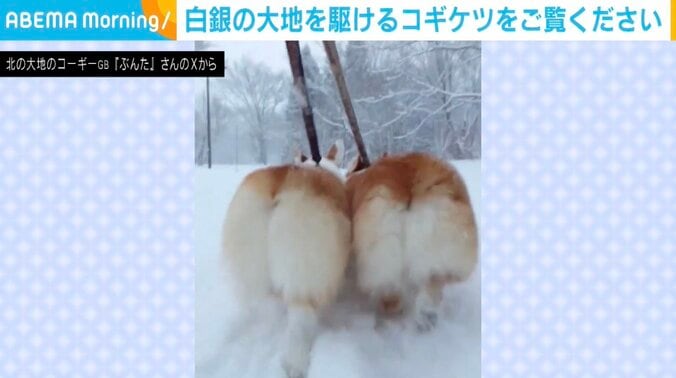 コーギーのぶんたくん、りきたくん