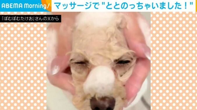 ぽむぽむたけおくん