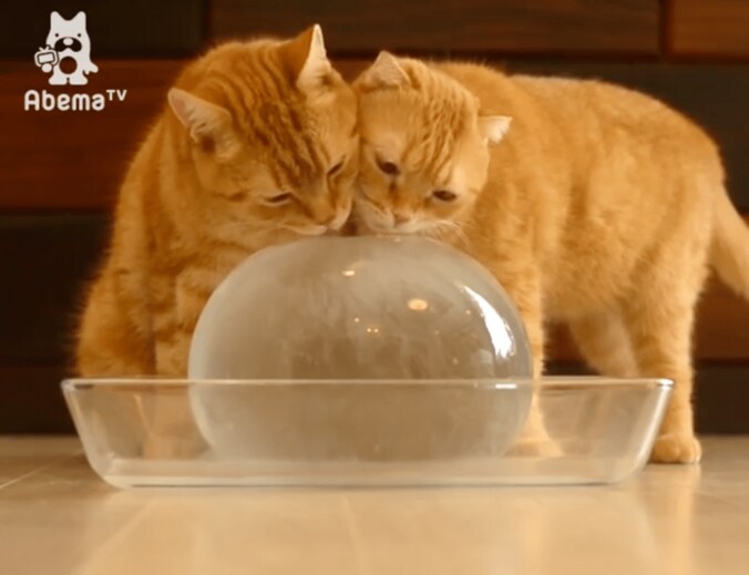猫「残暑見舞い申し上げますにゃ」氷をぺろぺろする姿が可愛すぎる 4枚目