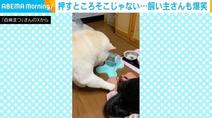 白柴のまつちゃん