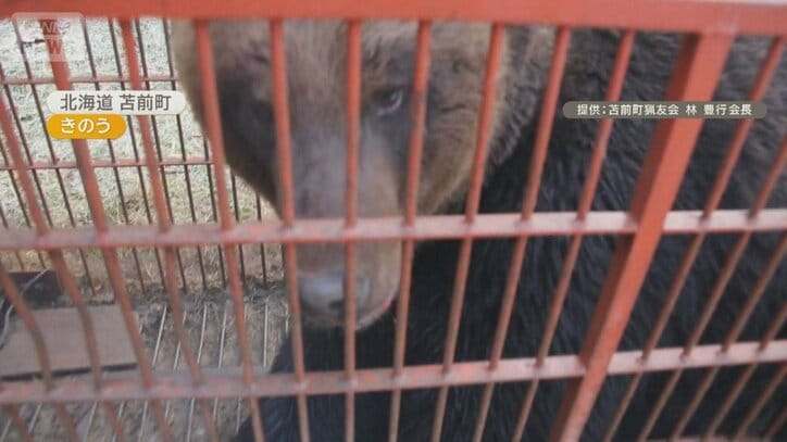 巨大ヒグマ駆除　体長1.9m、体重400kgが箱わなに　鋭い爪とうなり声で威嚇