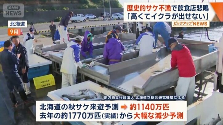 北海道の秋サケ来遊予測は大幅な減少