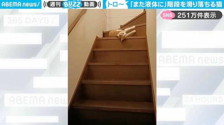 猫の「チョロすけくん」