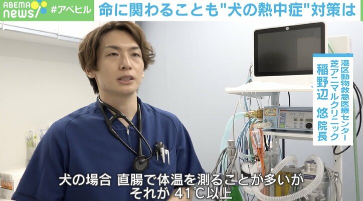 【写真・画像】愛犬が熱中症で入院→「今日が山場」…獣医師に聞く“熱中症になりやすい犬種”と“対策”　2枚目