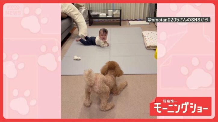 「赤ちゃんには近づけないワン！」　一定の距離をキープする　その理由とは？