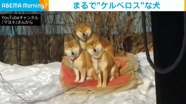 同じ表情で同じ角度、柴犬3匹が“ケルベロス”に だんだんと陽がさし「神々しい」の声も