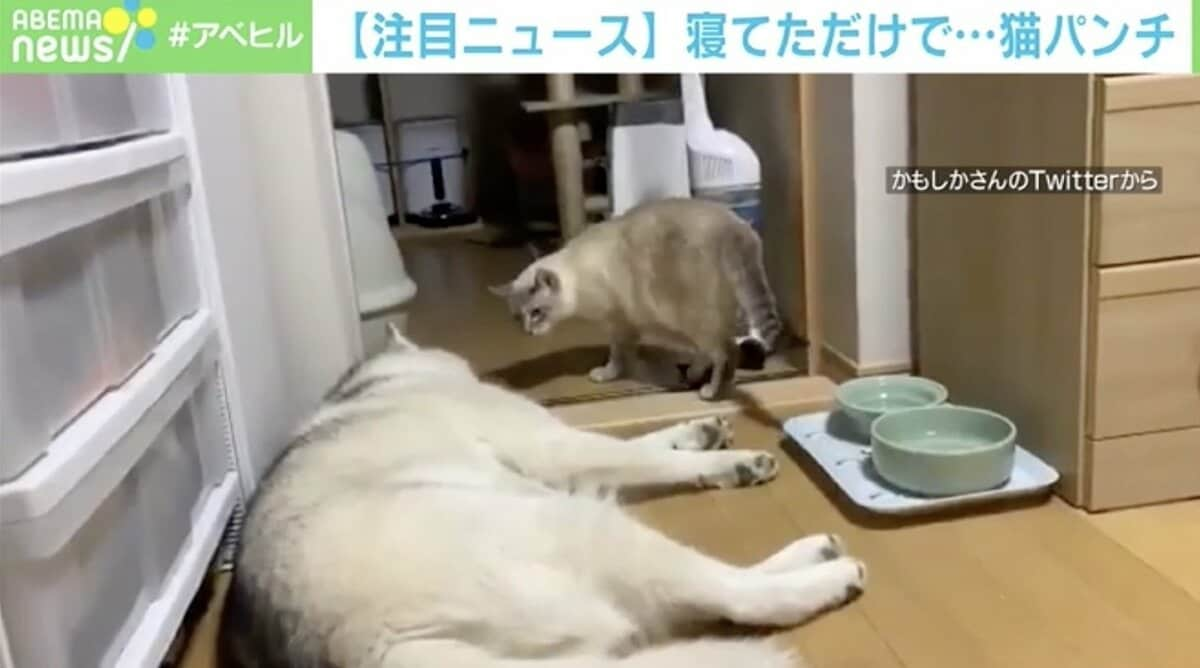 え 何 昼寝中に猫パンチを食らった犬が困惑 理不尽すぎる動画が話題 国内 Abema Times