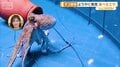 育てるのが最も難しいタコ　陸上完全養殖に成功　東海大学が世界初快挙へ　駿河湾で迫る