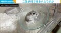 回し車を“器用に走る”ハムスターに飼い主「もうちょいハムスターらしく走ってくれると」 