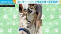 “大怪獣”出現で電車が脱線!? 柴犬の“遊んでアピール”に飼い主の息子が悲鳴