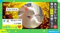 「神様感がすごい」後光が差し神秘的な動きも相まって…神様のような“猫の所業”に「なんて神々しい」“8万人”を魅了