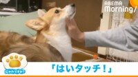 【映像】思わぬ展開で硬直するコーギー