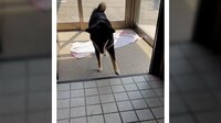【映像】柴犬が前脚“ソロ~リ”で帰宅のワケ