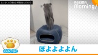【映像】ジャンプをしたチンチラの“予想外な結末”