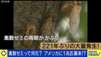 221年ぶり…米国に1兆匹襲来？ 「素数ゼミ」とは