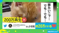 【映像】子猫・トラくんのキュートな動画