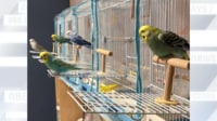 【映像】一斉にケージから飛び立つ5羽のインコ