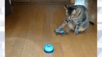 【映像】「ベルとカメを間違えた猫www」