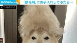 「これ全部僕の毛です」柴犬をブラッシングすると…“45Lゴミ袋1つ分”の毛!? 驚愕の毛量に「さすが収穫の秋」の声