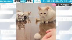 ボール転がして遊ぶよ～！愛猫3匹の思わぬリアクション、飼い主に同情する声続々「塩対応すぎる」「猫むずい問題」